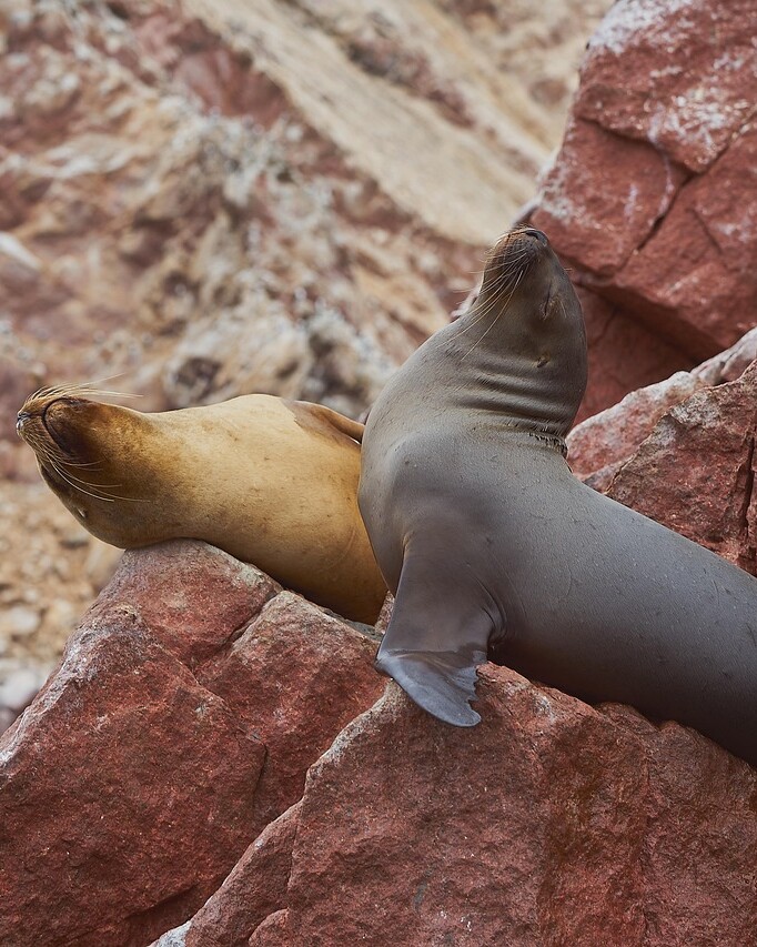 sea lions, mammals, paracas, peru, island, sea, nature, pisco, paracas, paracas, paracas, paracas, paracas