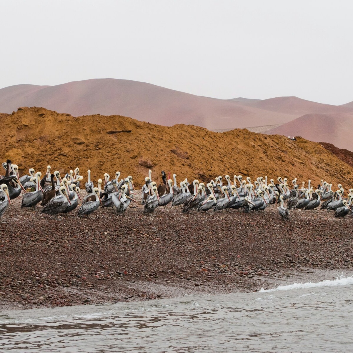 flock of penguins on brown sand during daytime